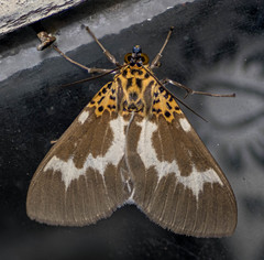 Asota tortuosa