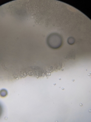 Hydnum subtilior