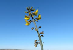 Lebeckia