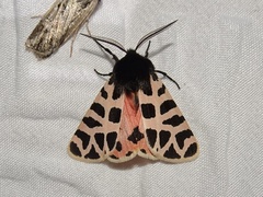 Apantesis incorrupta