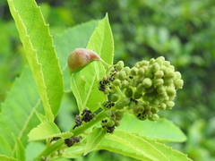 Dasineura salicifoliae