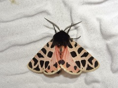 Apantesis incorrupta