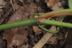 Piper daniel-gonzalezii