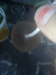 Psathyrella