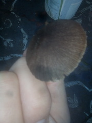 Psathyrella