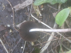 Psathyrella