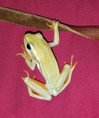 Hyperolius horstockii