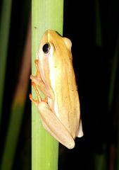 Hyperolius horstockii