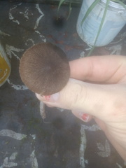 Psathyrella