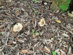 Cymatoderma caperatum