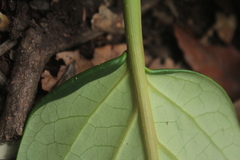 Piper daniel-gonzalezii