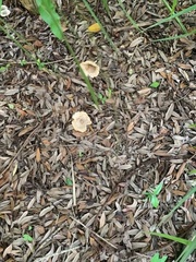 Cymatoderma caperatum