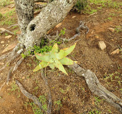 Aloe striata