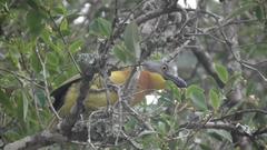 Malaconotus blanchoti extremus