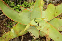 Aloe striata