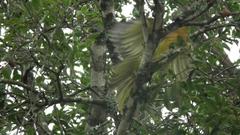 Malaconotus blanchoti extremus
