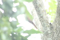 Xiphorhynchus flavigaster