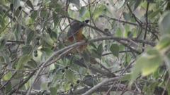 Malaconotus blanchoti extremus