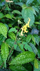 Corydalis pallida