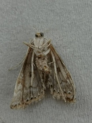 Elophila turbata