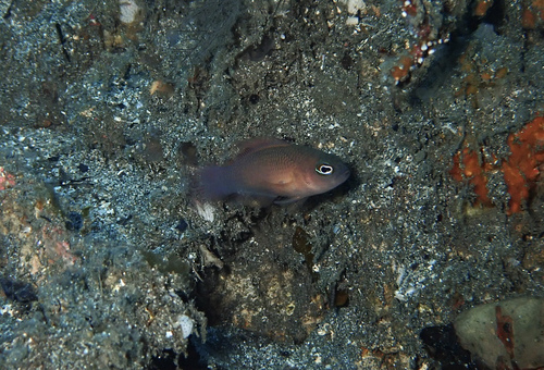 Plain dottyback (Pseudochromis litus) — Pseudochromidae — 2