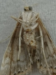 Elophila turbata