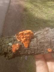 Trametes cinnabarina