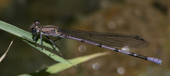 Argia tonto