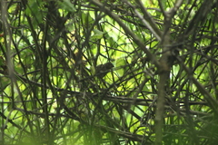 Cyanocompsa parellina