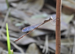 Indolestes tenuissimus