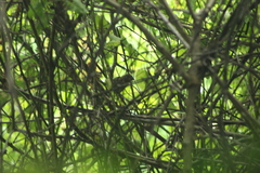 Cyanocompsa parellina