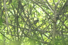 Cyanocompsa parellina