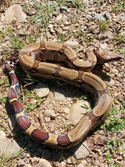 Boa constrictor constrictor