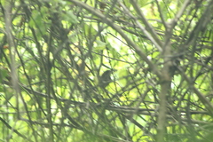 Cyanocompsa parellina