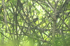 Cyanocompsa parellina