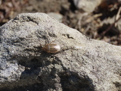 Rhytidolomia