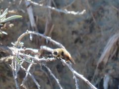 Cephenemyia phobifer