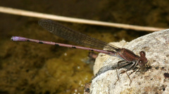 Argia pallens