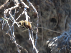 Cephenemyia phobifer