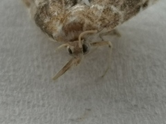 Elophila turbata