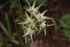 Asclepias eminens