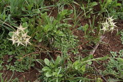 Asclepias eminens
