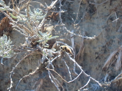 Cephenemyia phobifer