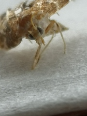 Elophila turbata