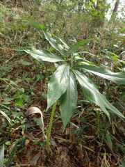 Arisaema thunbergii urashima