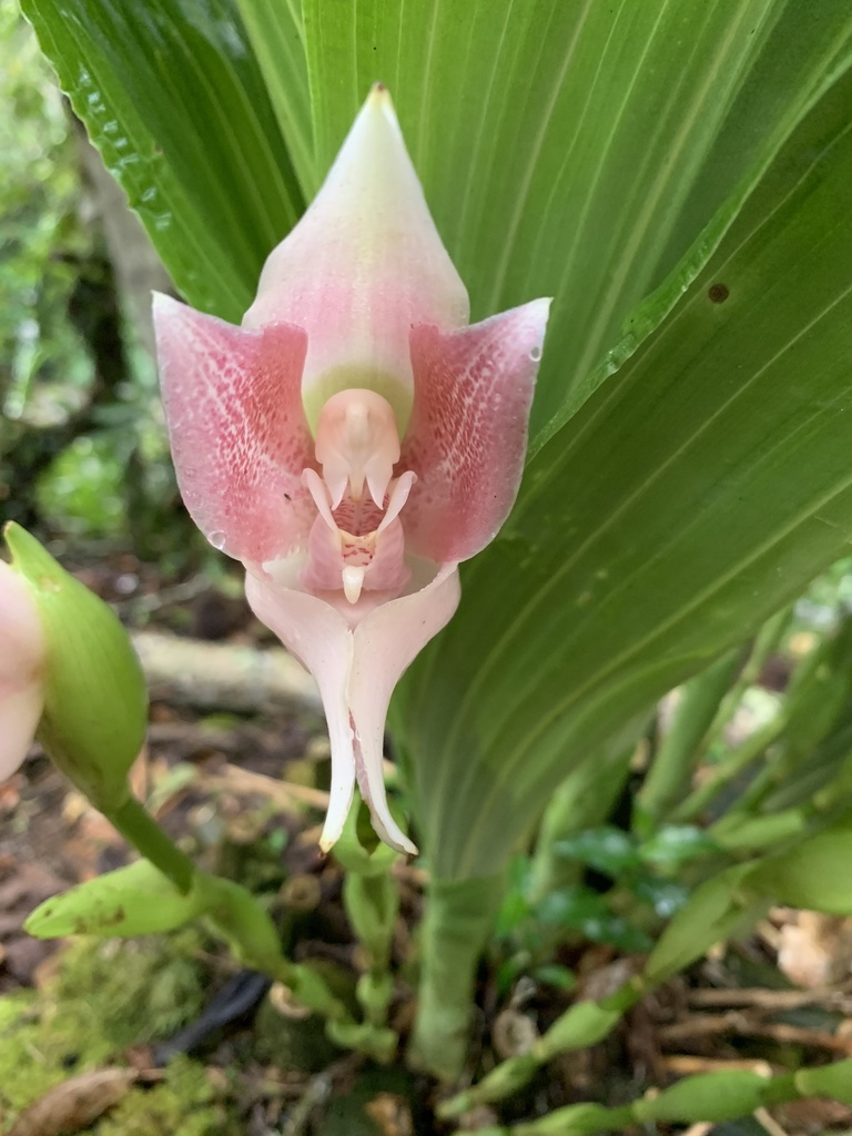 Anguloa virginalis