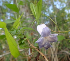 Clematis crispa