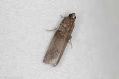 Acrobasis texana