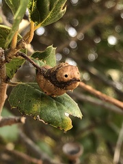 Callirhytis congregata