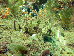 Centropogon australis